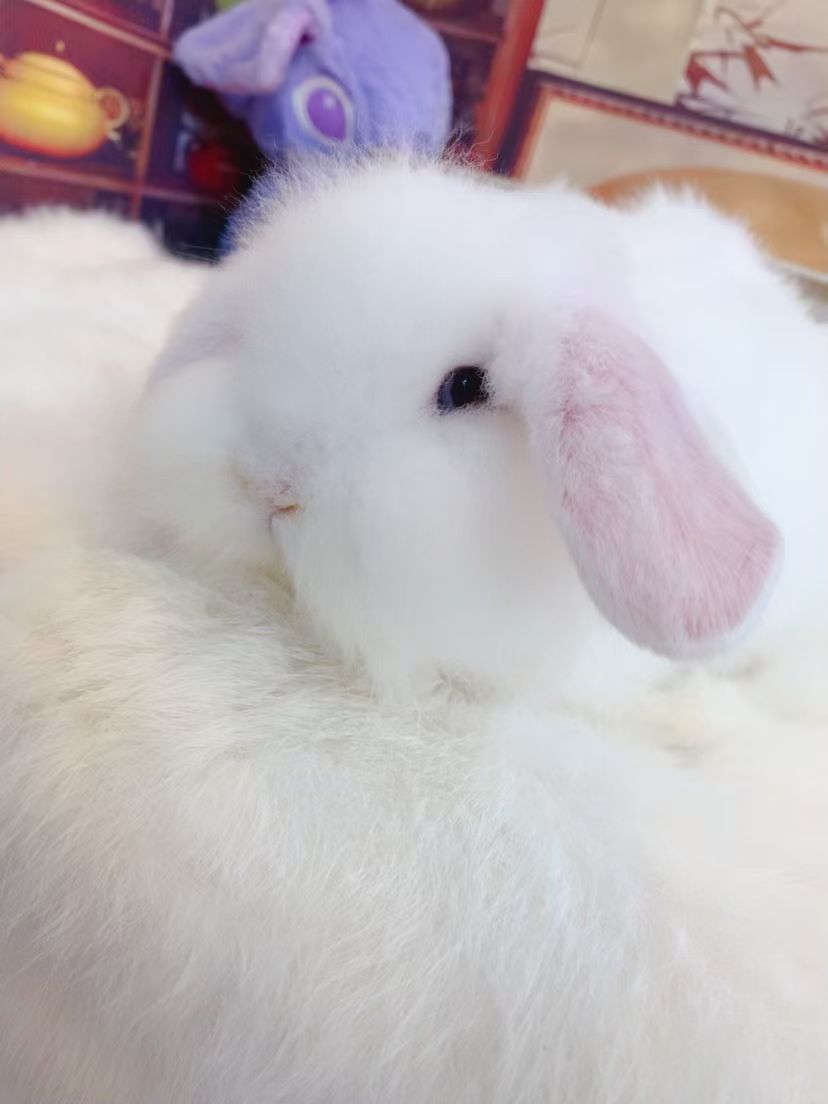 宠物兔